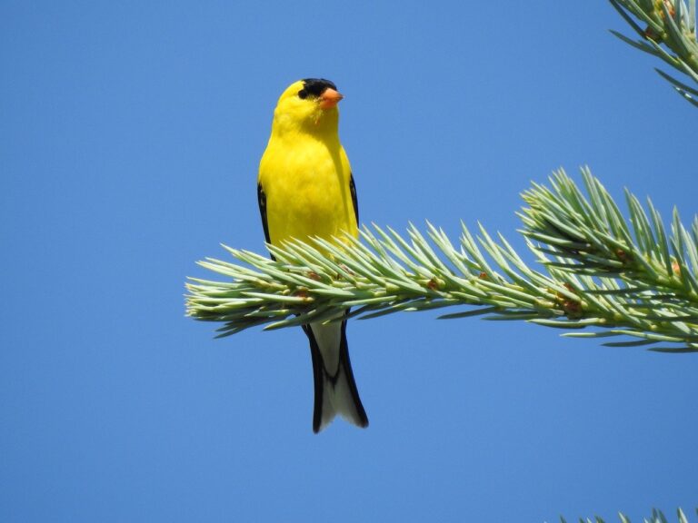 american goldfinch 5674116 1280 768x576